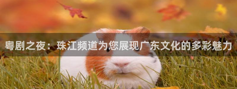 熊猫体育直播下载：粤剧之夜：珠江频道为您展现广东文化的多彩魅力